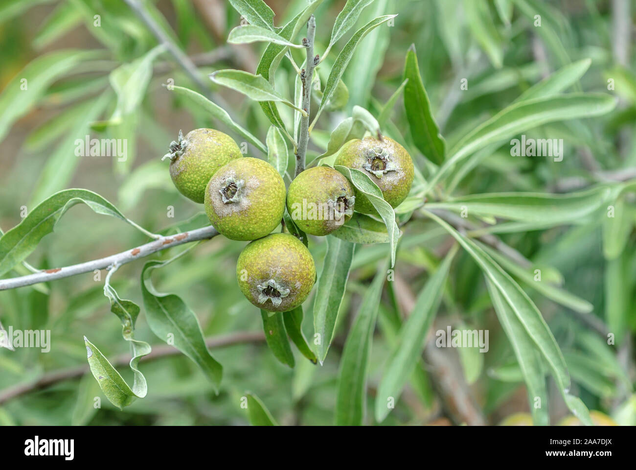 Weidenblättrige Birne (Pyrus salicifolia Stock Photo Alamy