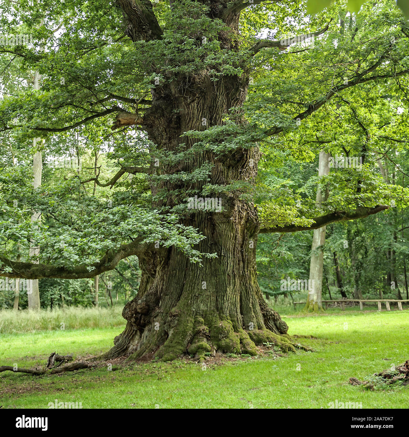 Ivenacker Eichen, Stiel-Eiche  (Quercus robur) Stock Photo