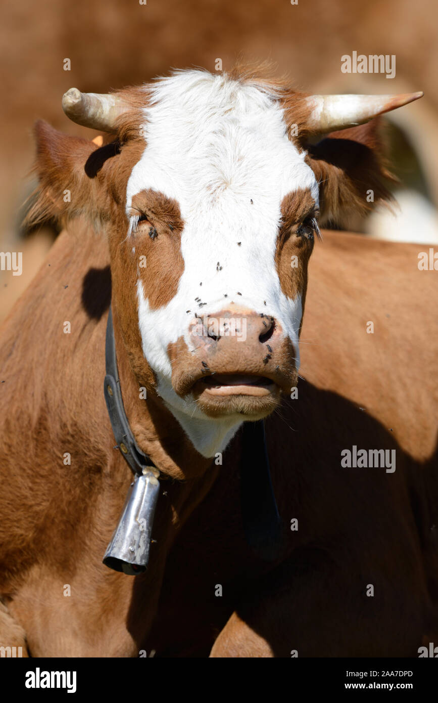 Portrait of Red Pied Montbéliarde Dairy Cow or Cattle with Cow Bell or Cowbell Stock Photo