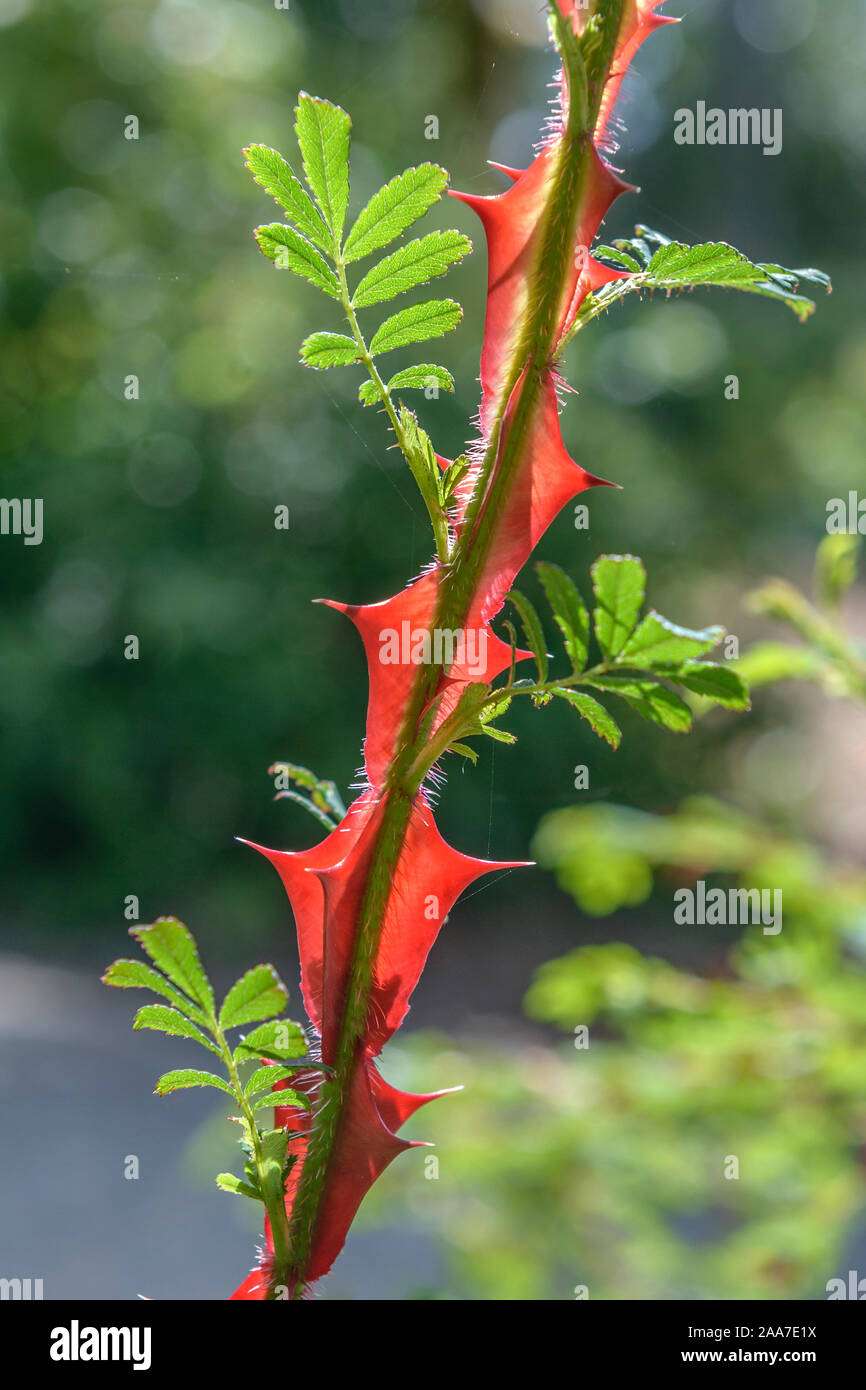 Stacheldrahtrose (Rosa sericea f. pteracantha) Stock Photo