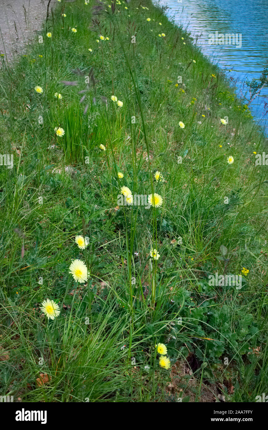 Urospermum dalechampii growing on the banks of the Canal du Midi, France Stock Photo