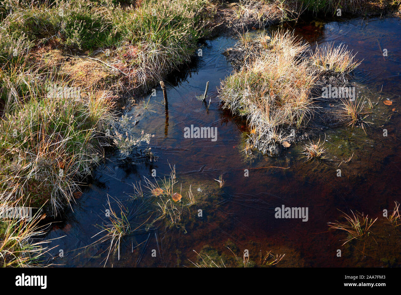 Moor eyes  in the Black Moor in the high Rhön, Bavaria, Germany, with frozen water Stock Photo