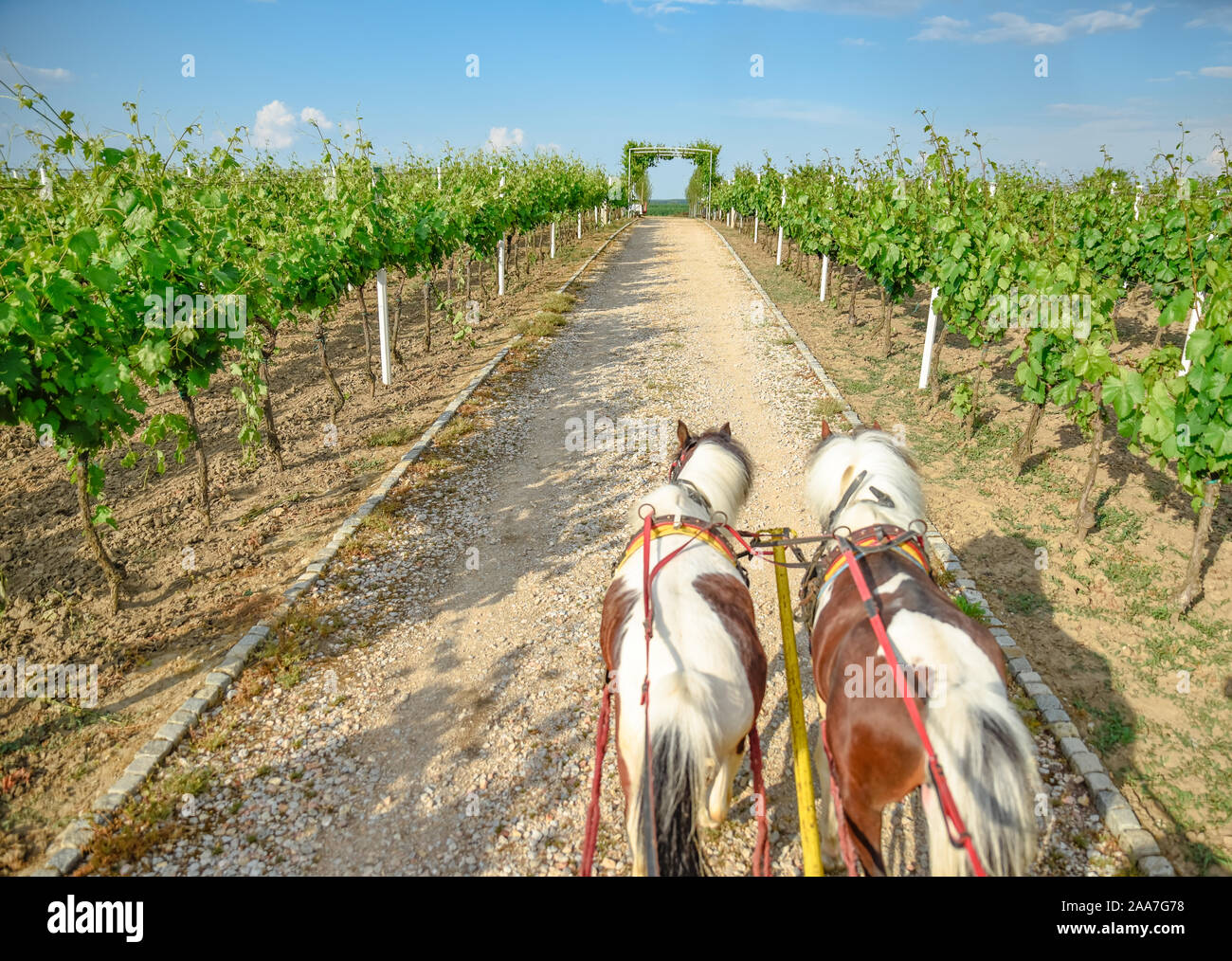 Two horses pulling a carriage trough the green vineyard on a sandy road as a tourist attraction for winery on a sunny afternoon in Vojvodina Serbia Stock Photo