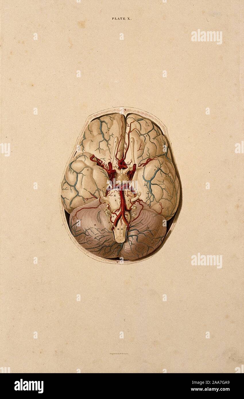 Brain dissection showing the base of the brain. Coloured line engraving
