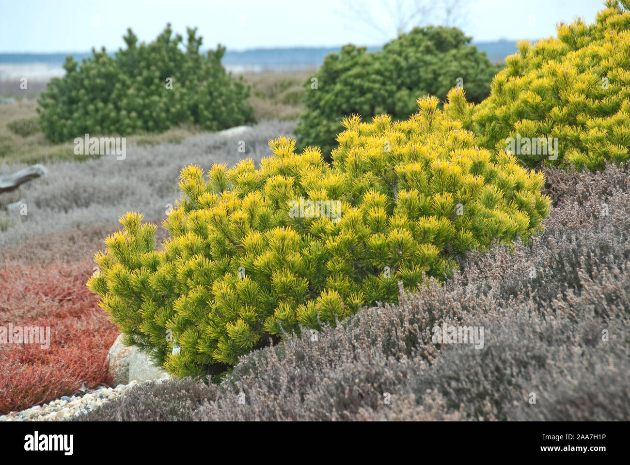 Krummholz-Kiefer (Pinus mugo 'Carsten'), Besenheide (Calluna vulgaris) Stock Photo