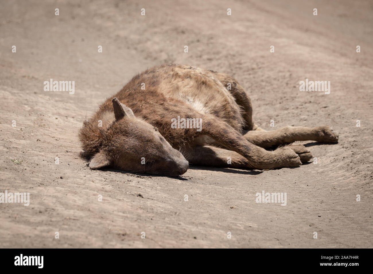 Dead spotted hyena lies on dirt road Stock Photo - Alamy