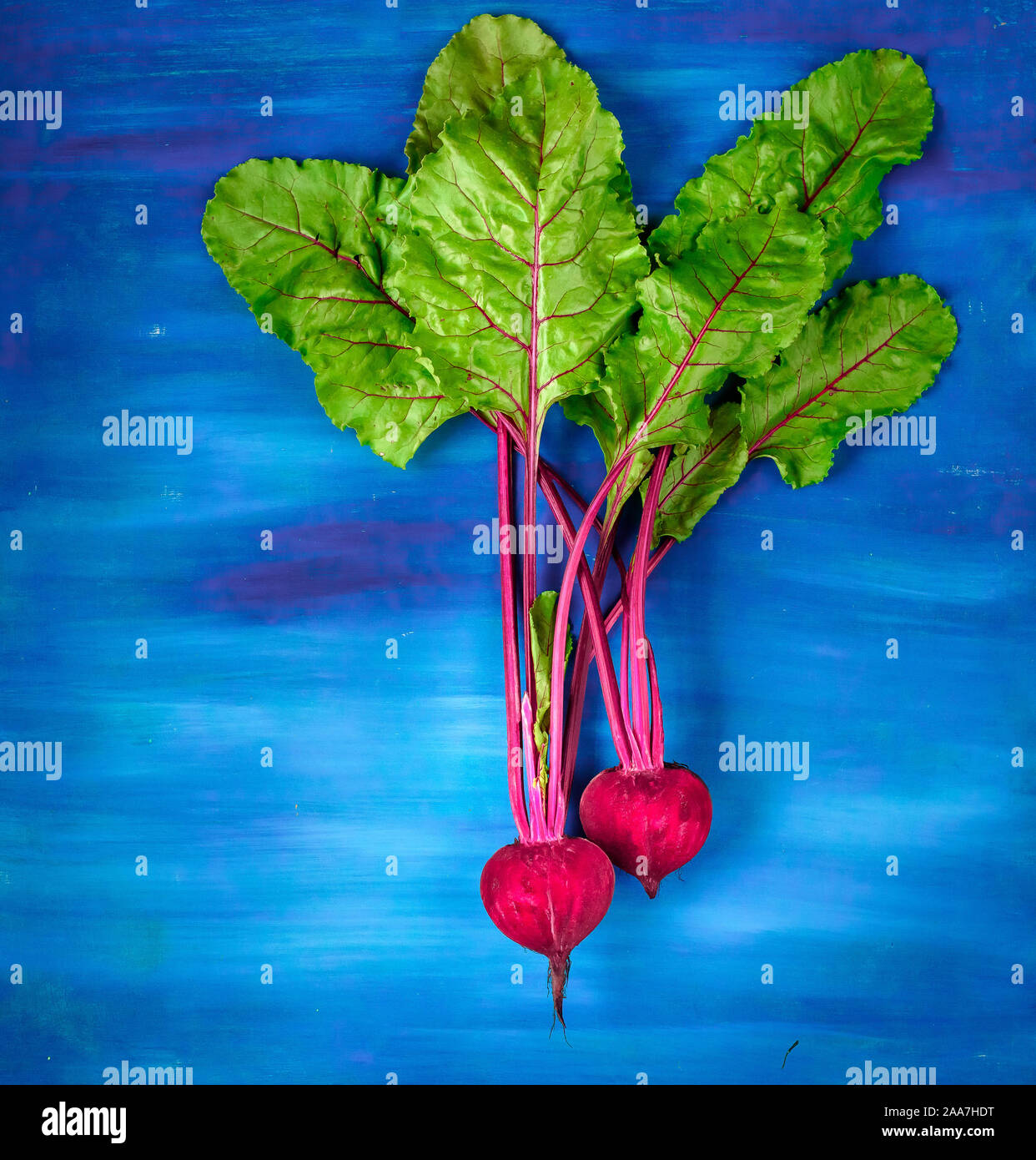 Baby beetroot harvest hi-res stock photography and images - Alamy
