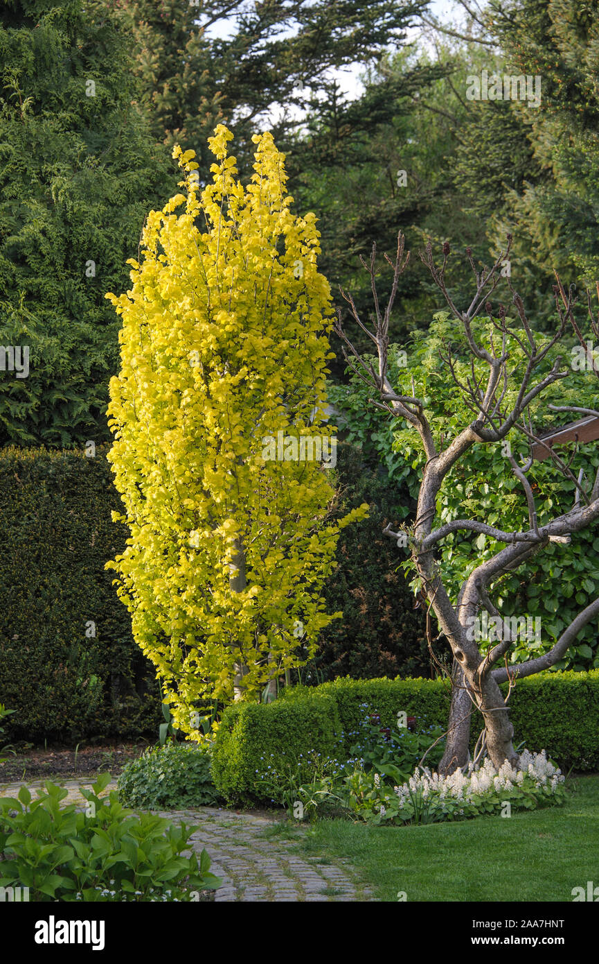 GoldUlme (Ulmus hollandica 'Wredei' Stock Photo Alamy