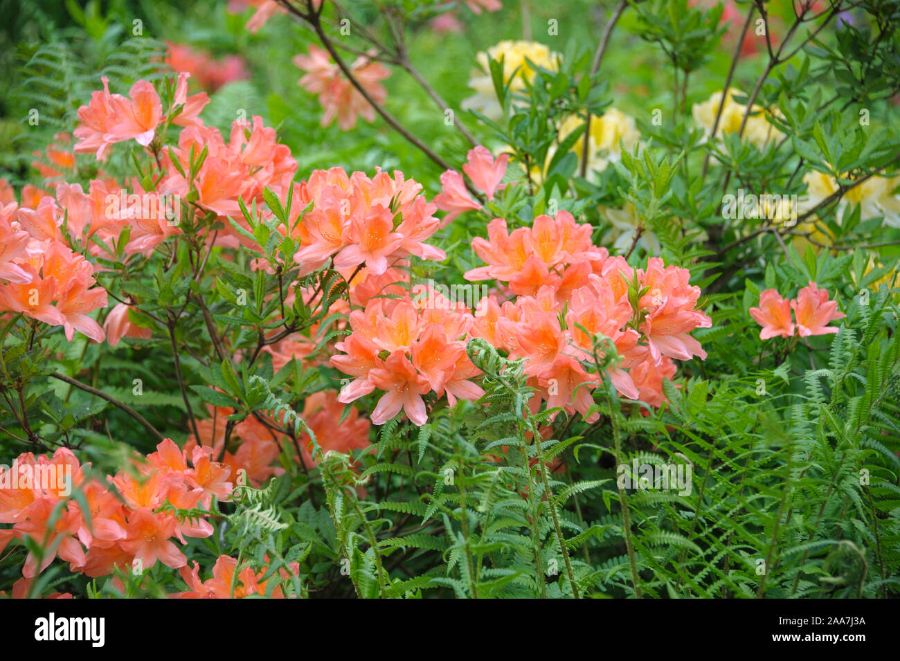 Azalee (Rhododendron mollis x sinensis lachs) Stock Photo