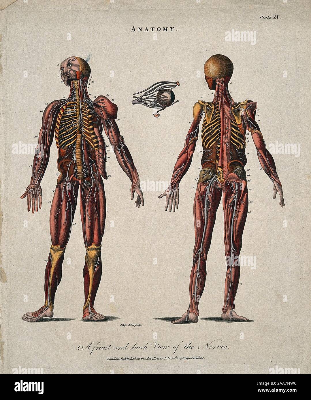 Ecorch figures showing the nerves front and back views, with an eyeball. Coloured line engraving by J. Pass after .jpg - 2AA7NWC Stock Photo