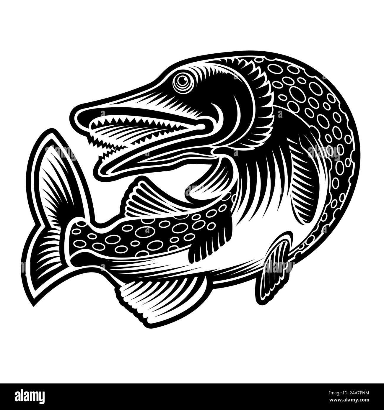 Perch or luce fish silhouette in engrving style. Logo for fishing, menu and  other business Stock Vector Image & Art - Alamy