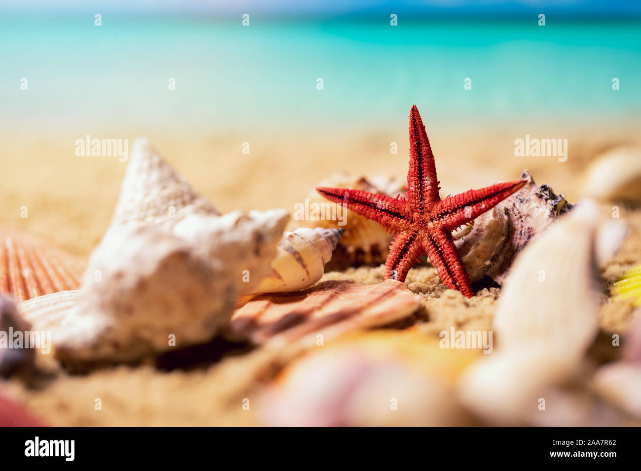 tropical seashells and starfish on sunny exotic beach sand and ocean in background Stock Photo