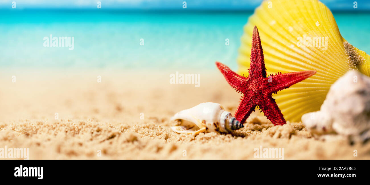 tropical summer vacations - seashells and starfish on the exotic beach sand with ocean in the background. copy space Stock Photo
