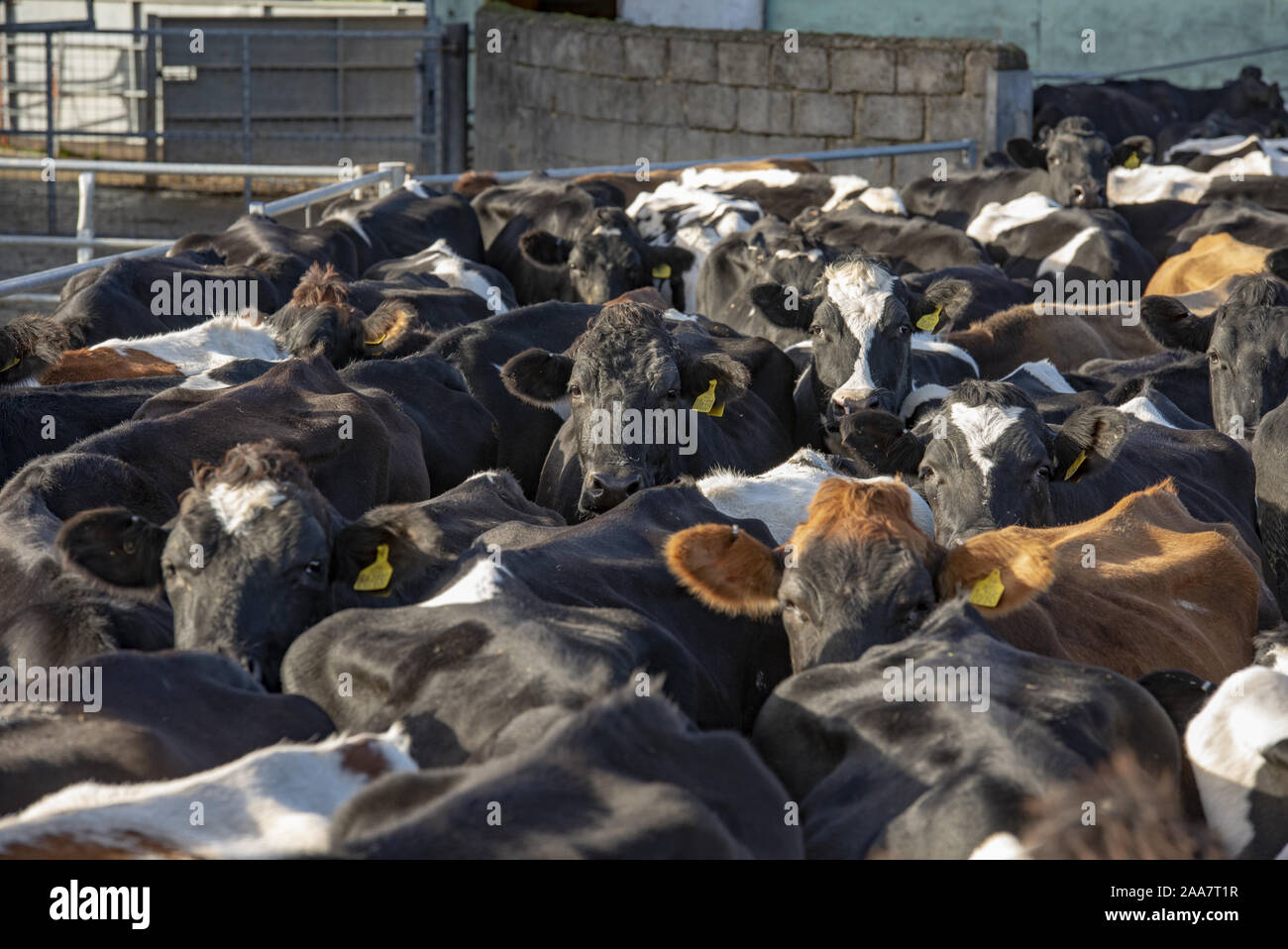 Dairy cows in a collecting yard for milking, Oxford, Oxfordshire Stock