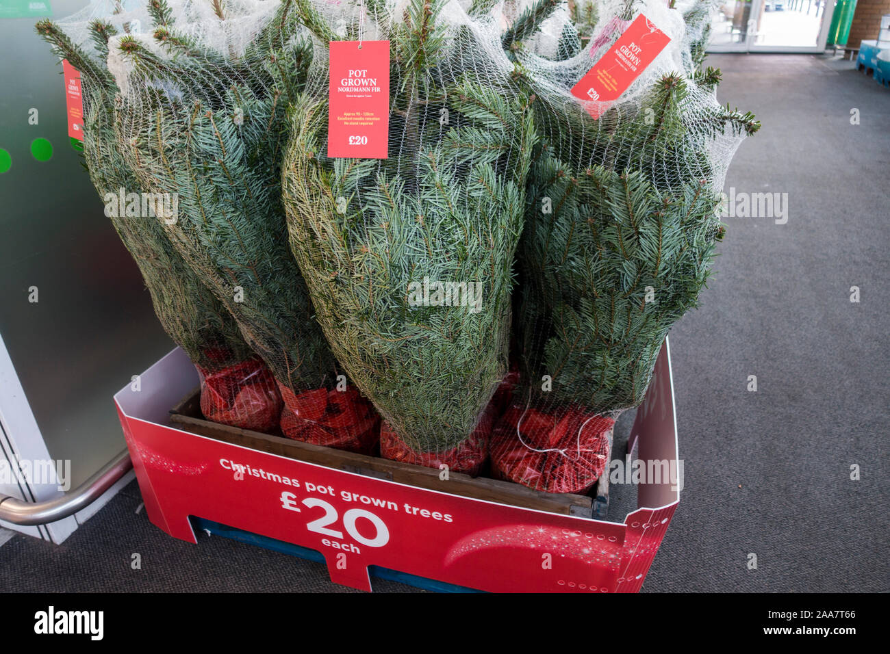 Real christmas trees hires stock photography and images Alamy