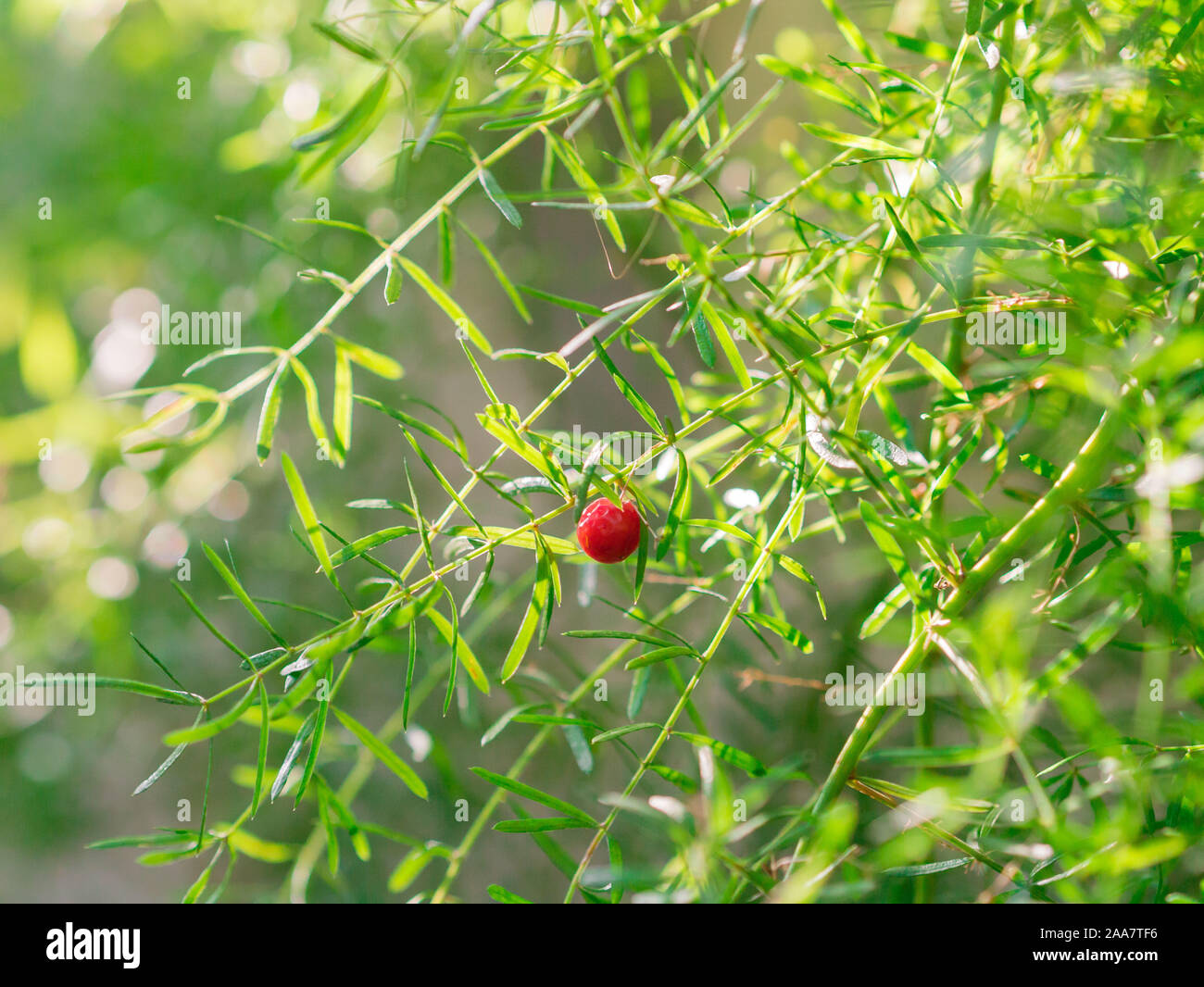 Asparagus densiflorus. The lush green sprawling branches of asparagus
