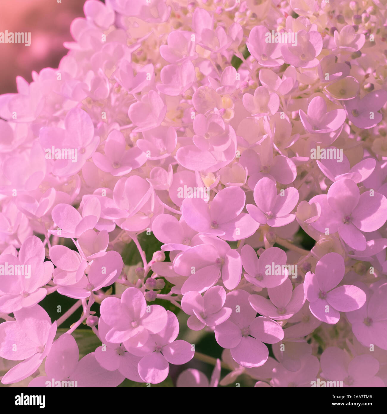 flower hydrangea on soft pastel color with tone filter Stock Photo Alamy