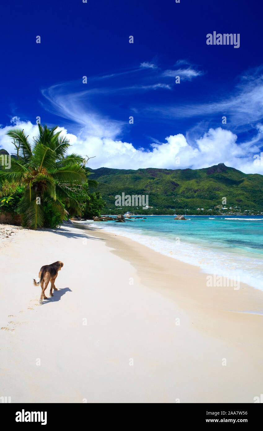 a dog on a beautiful tropical beach in the sunshine Stock Photo - Alamy