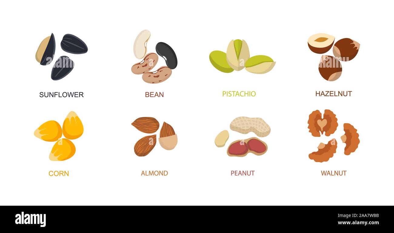 Nut seed. Nuts set in flat design. Set of different cartoon nuts. Vector Stock Vector