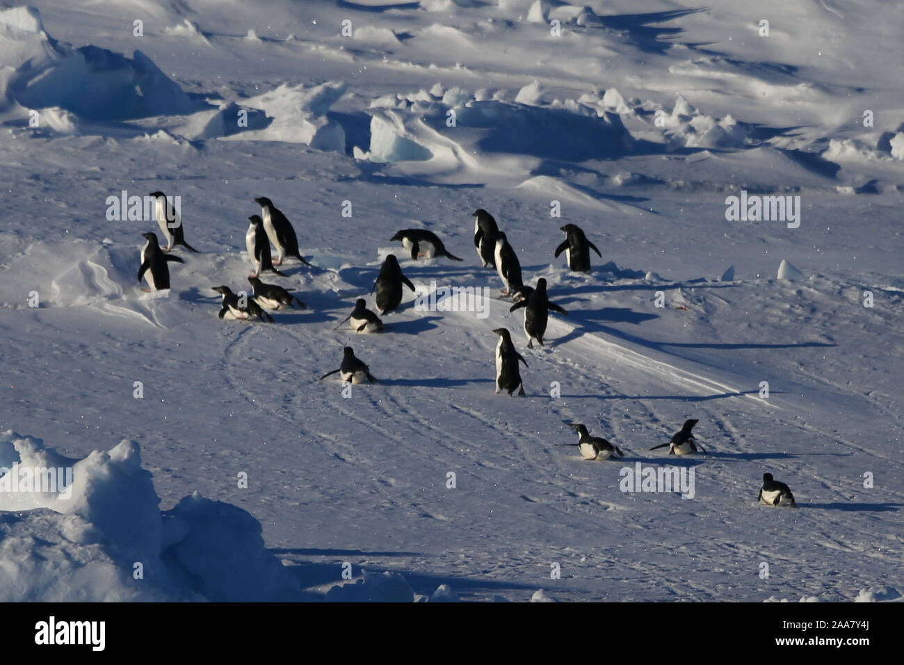 Aboard Xuelong 2. 20th Nov, 2019. A group of penguins are seen in this photo taken from aboard China's polar icebreaker Xuelong 2 in Antarctica water on Nov. 19, 2019. China's icebreakers Xuelong 2 and Xuelong are carring out the country's 36th Antarctic expedition. Credit: Liu Shiping/Xinhua/Alamy Live News Stock Photo