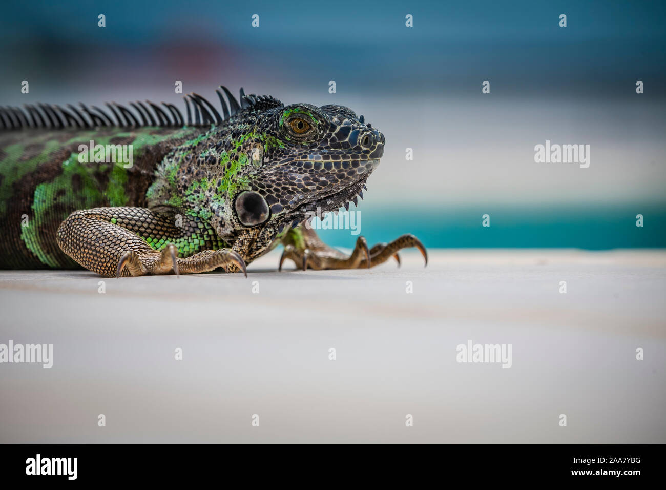 Close up of a green iguana (shallow depth of field) Stock Photo