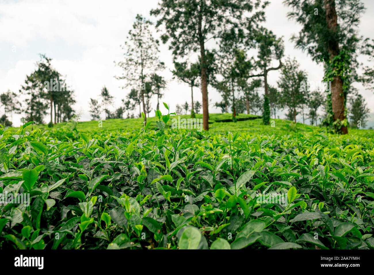 close up of lush organic green tea plantation with green tea leaves in