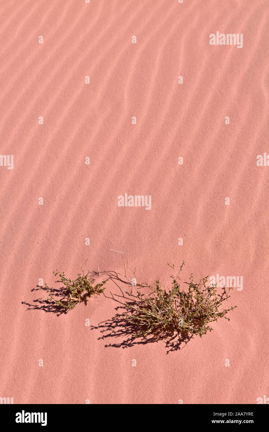 A lonely bush and ripples in the red sand of the Sinai desert in Egypt Stock Photo