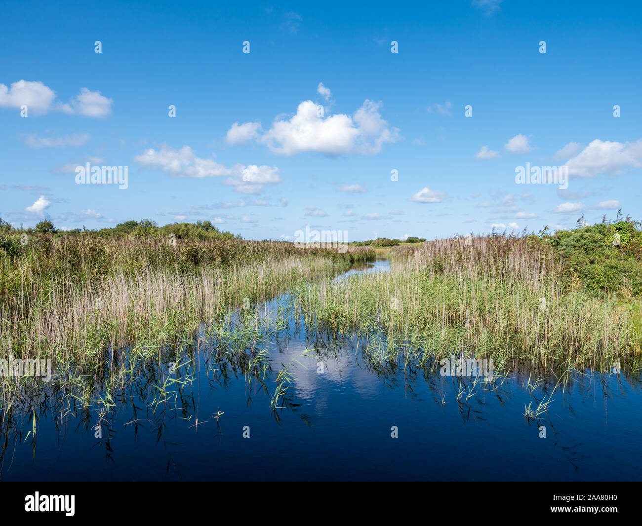 Pond with reed in marsh of Binnenkwelder on West Frisian island