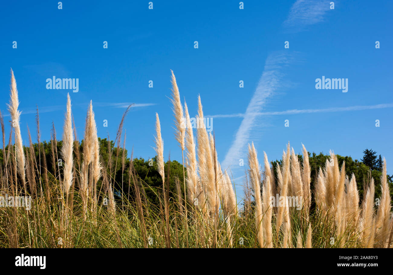 Seville, Spain. Pampas grass (Cortaderia selloana) with trees in the background and a blue sky with faint cloud trails. Stock Photo