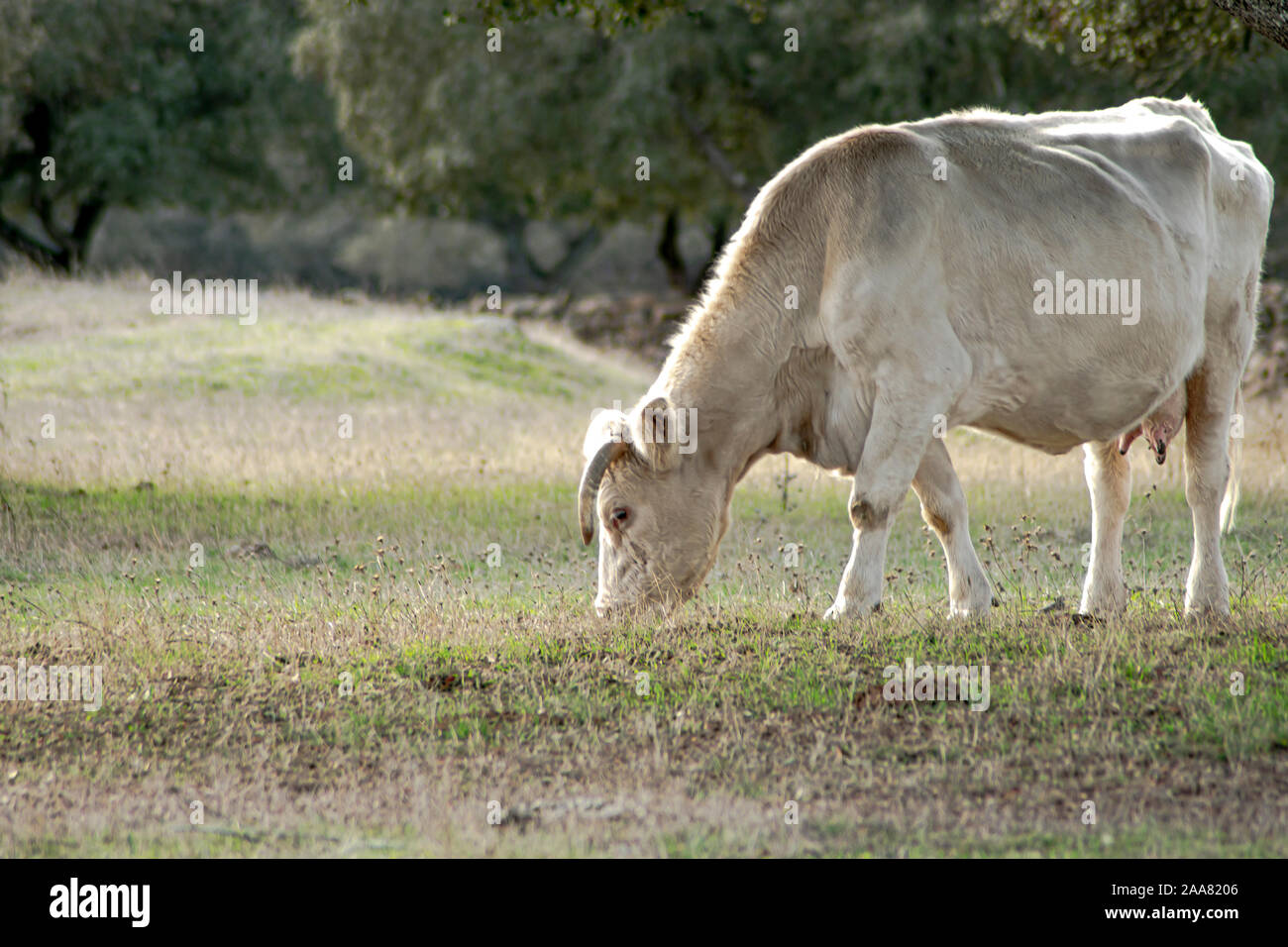 cow grazing in a field of a farm in the autumn time Stock Photo