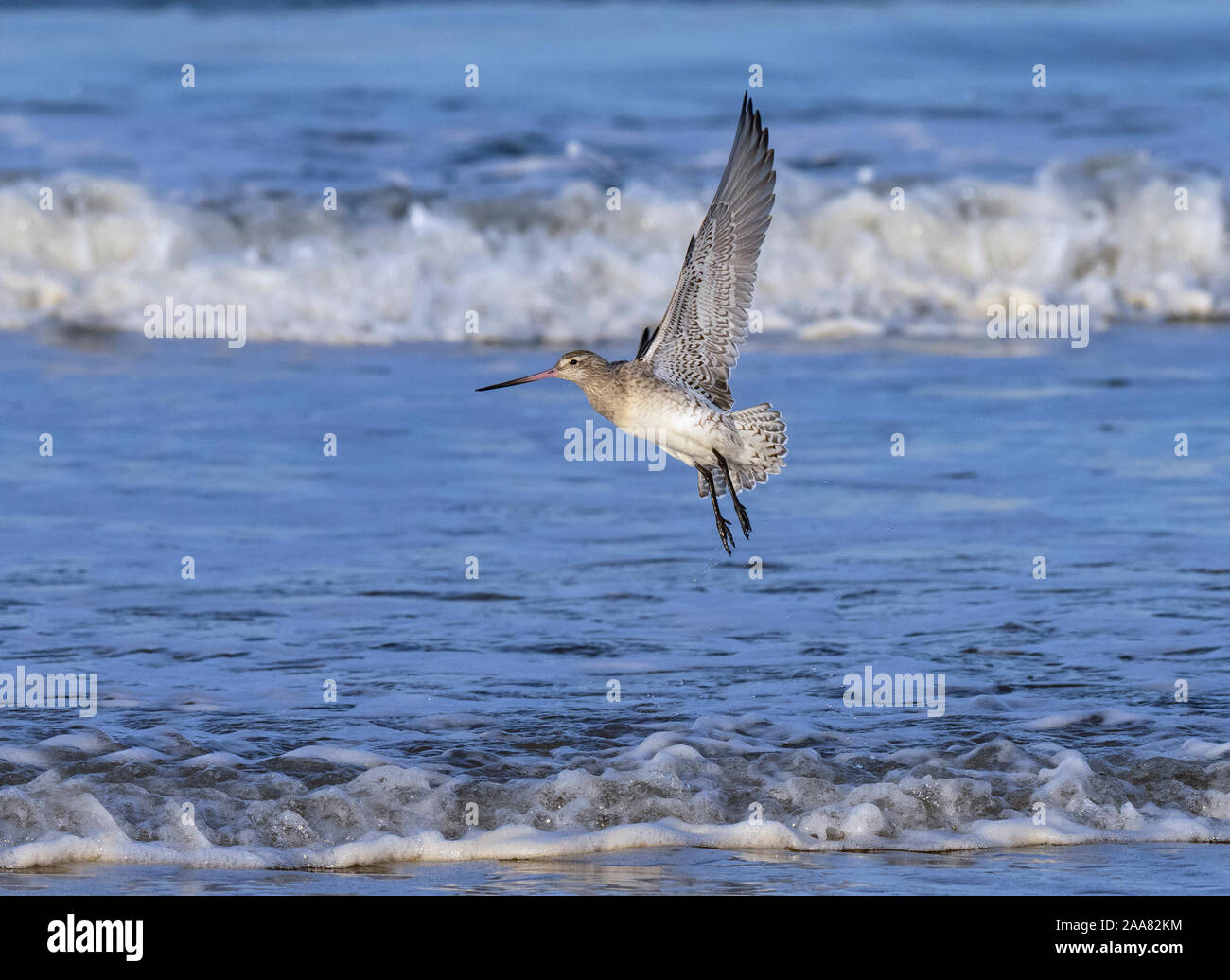 Bar-tailed Godwit Limosa lapponica in flight over the Wash Norfolk Stock Photo