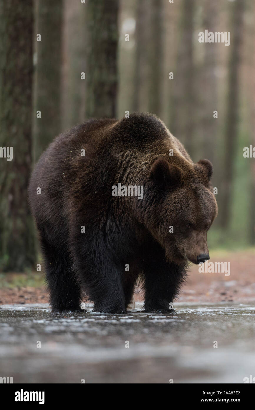 Brown Bear / Braunbaeren ( Ursus arctos ), young adolescents, standing on an ice covered puddle, exploring the frozen water, looks funny, Europe. Stock Photo