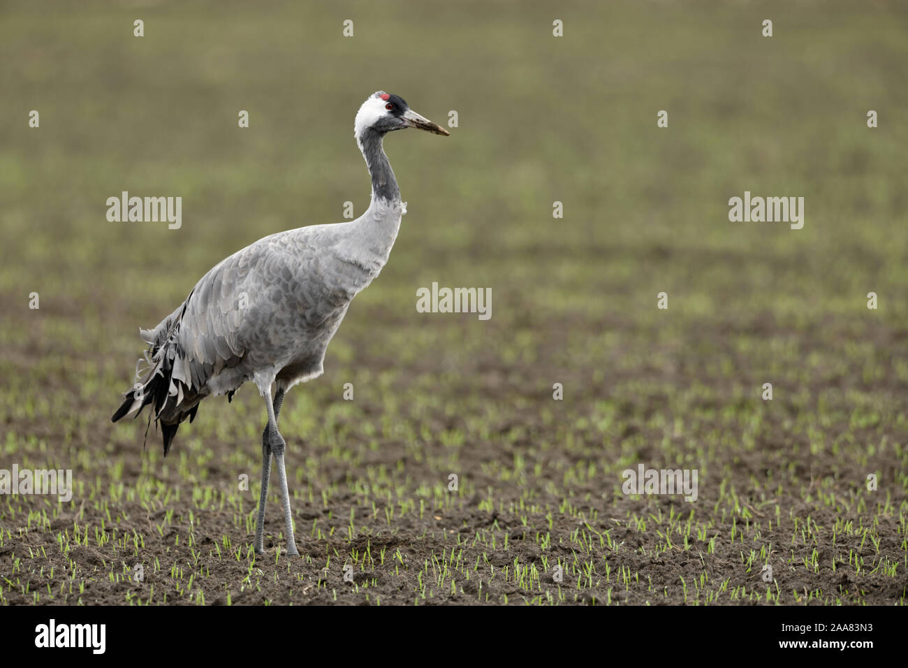Common Crane / Graukranich ( Grus grus ), adult, resting on farmland, in winter wheat, migratory bird, wildlife, Europe. Stock Photo
