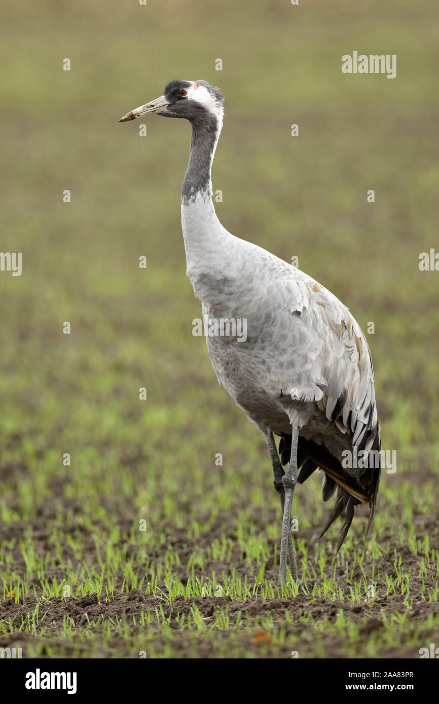 Common Crane / Graukranich ( Grus grus ), adult, resting on farmland, winter wheat, migratory bird, wildlife, Europe. Stock Photo