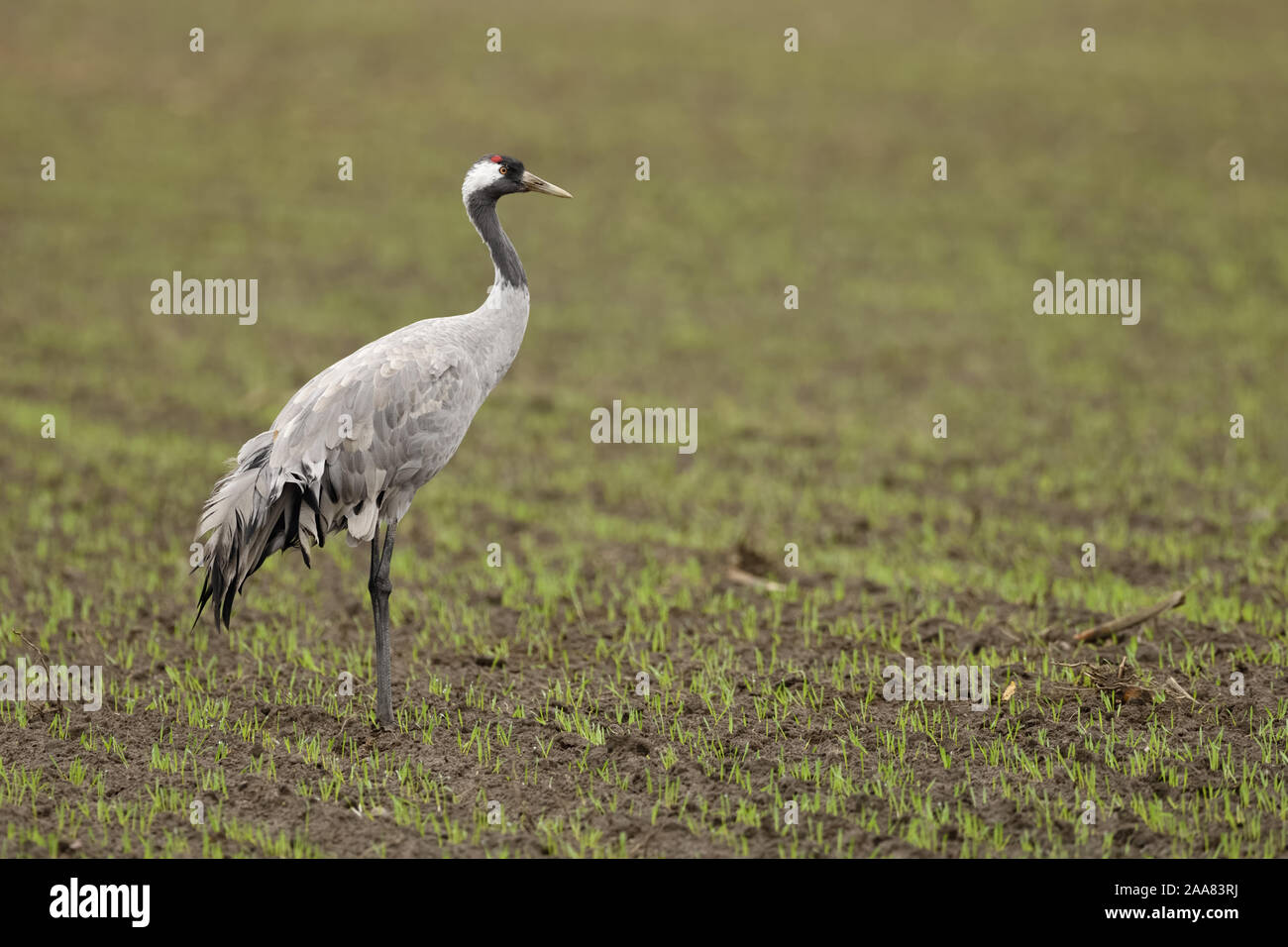 Common Crane / Graukranich ( Grus grus ), adult, standing on farmland, winter wheat, during migration, wildlife, Europe. Stock Photo
