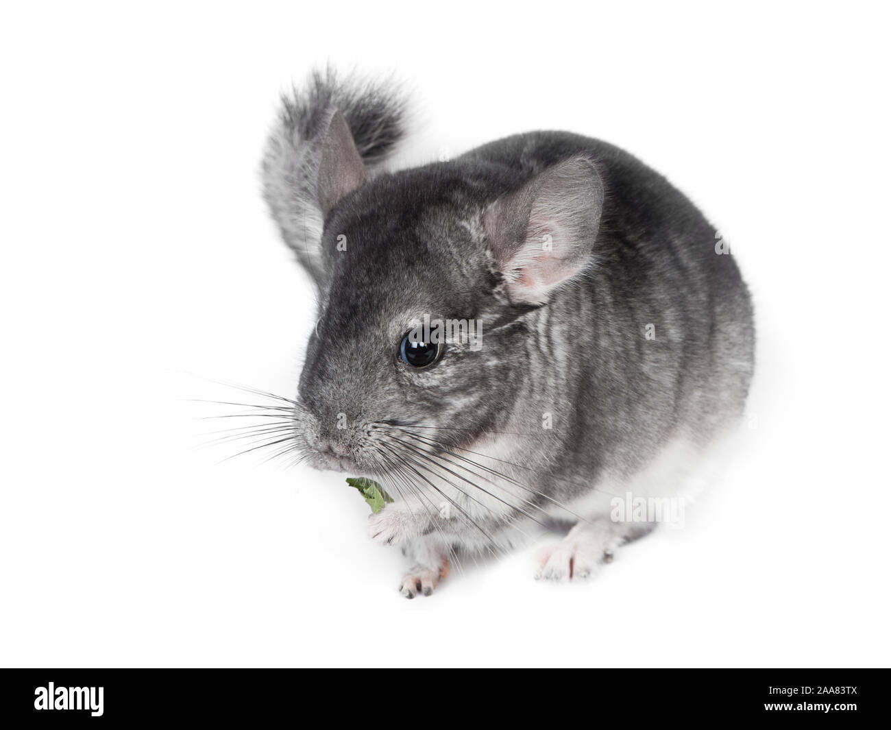 Grey and cheap white chinchilla
