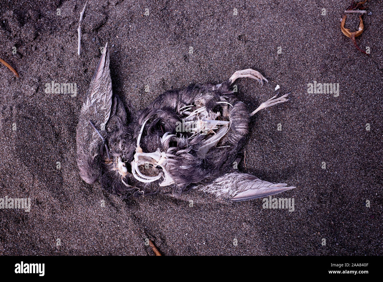 A dead sea-bird on Manchester Beach, California, USA Stock Photo