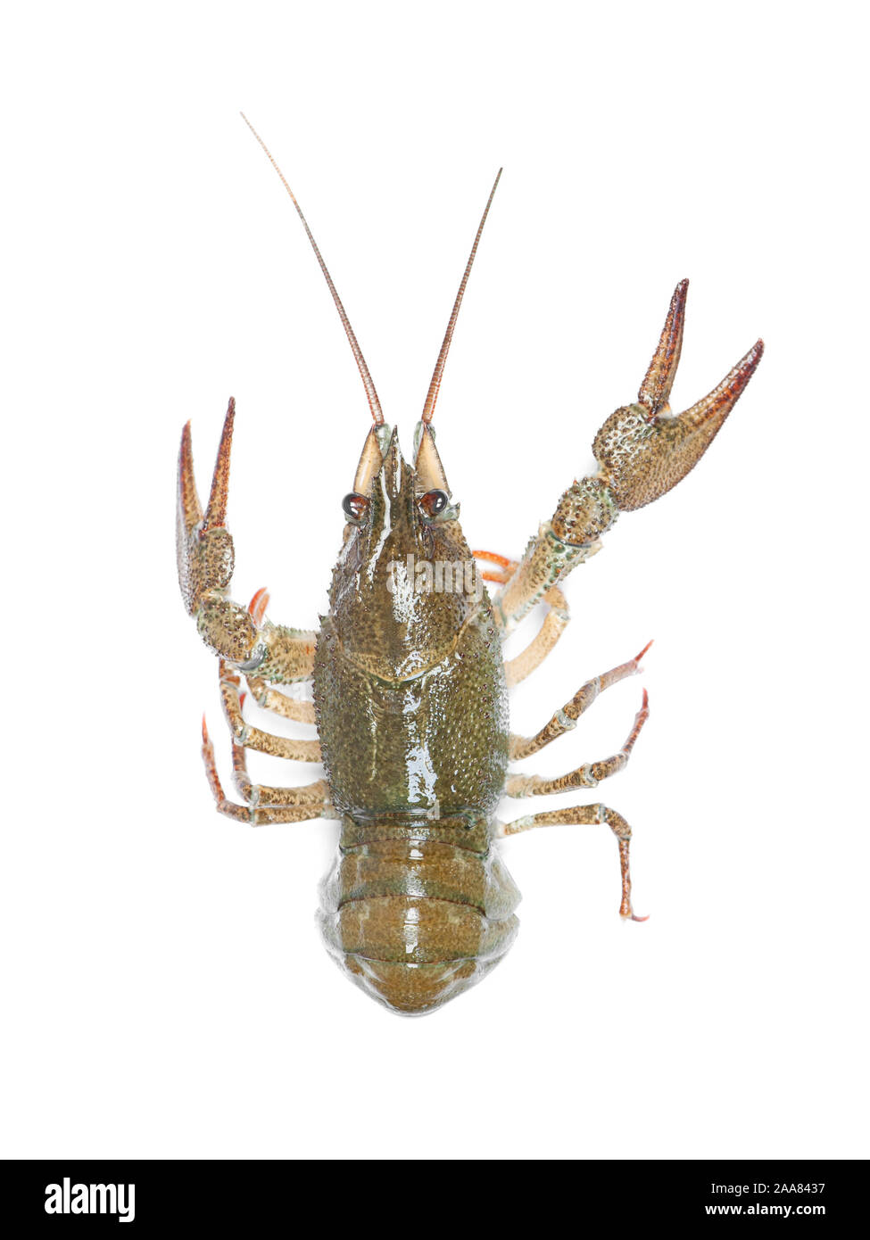 Alive crawfish isolated on white background Stock Photo