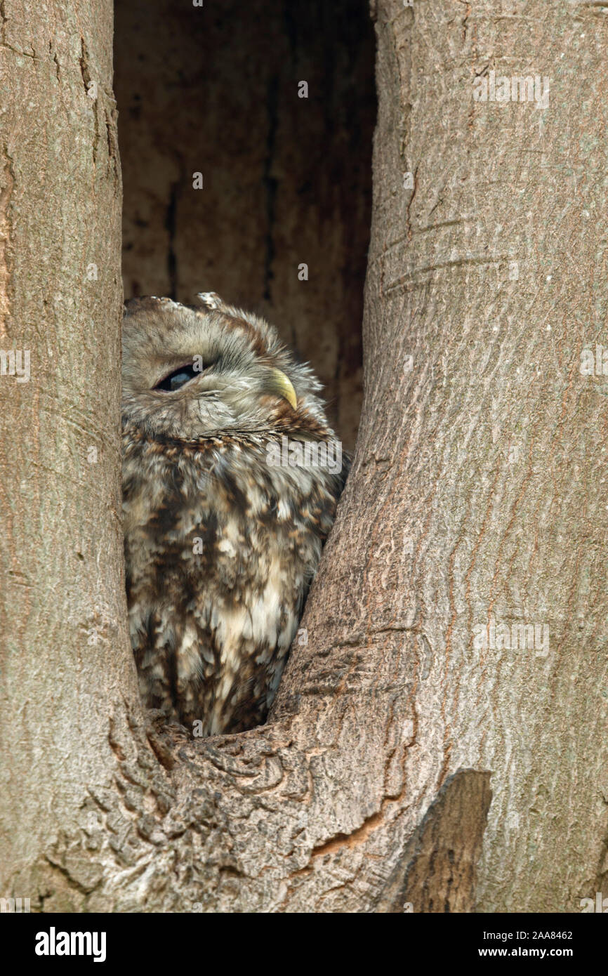 Tawny Owl At Nest Hole In Tree Bird Of Prey Hi res Stock Photography 