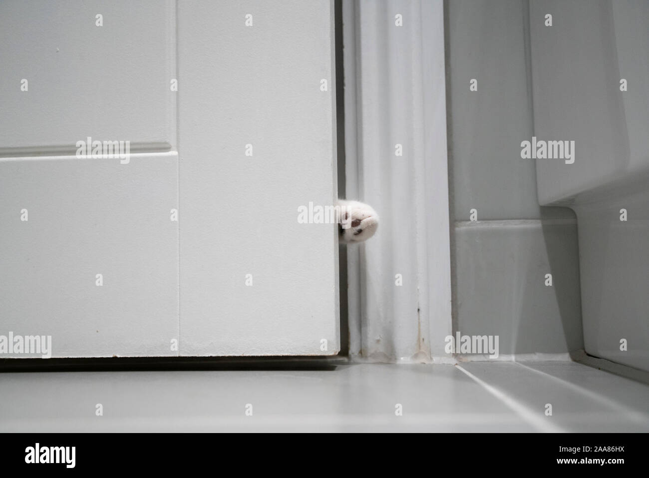A Cat entering room Stock Photo Alamy