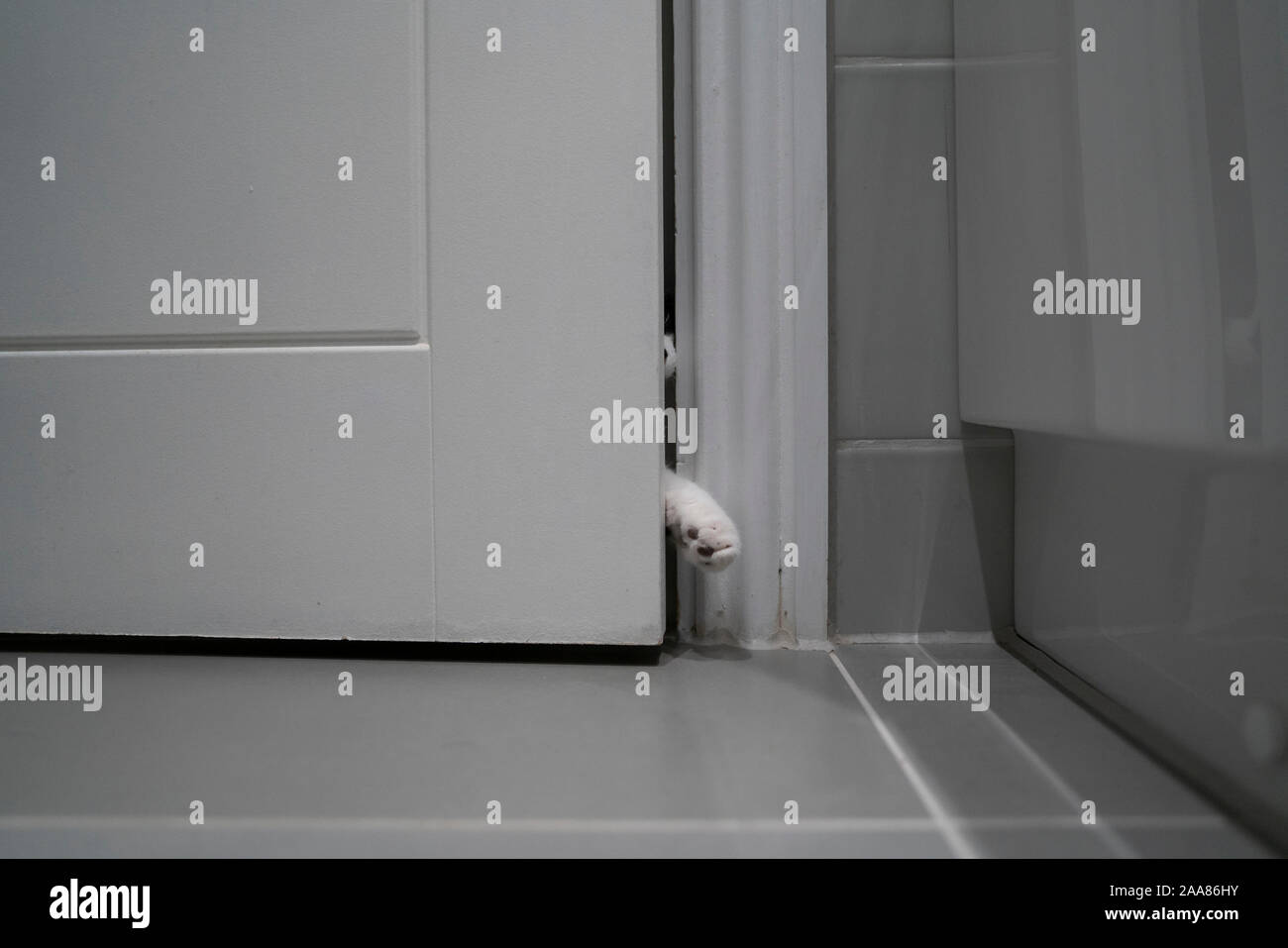 A Cat entering room Stock Photo Alamy