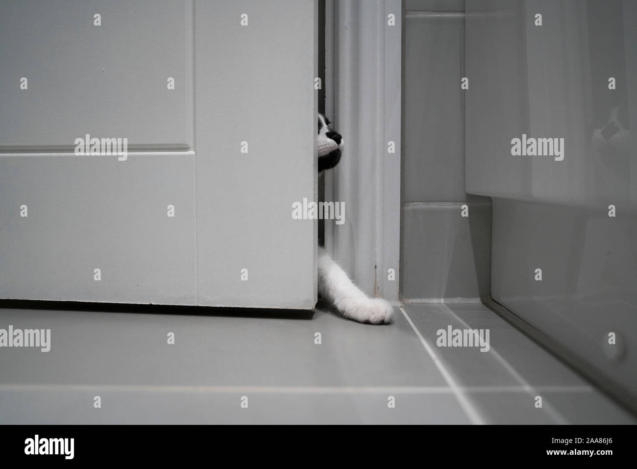 A Cat entering room Stock Photo Alamy