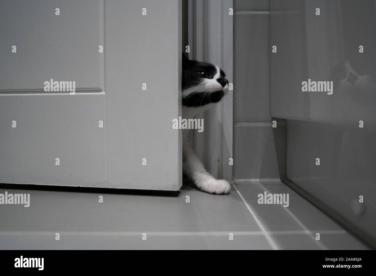 A Cat entering room Stock Photo Alamy