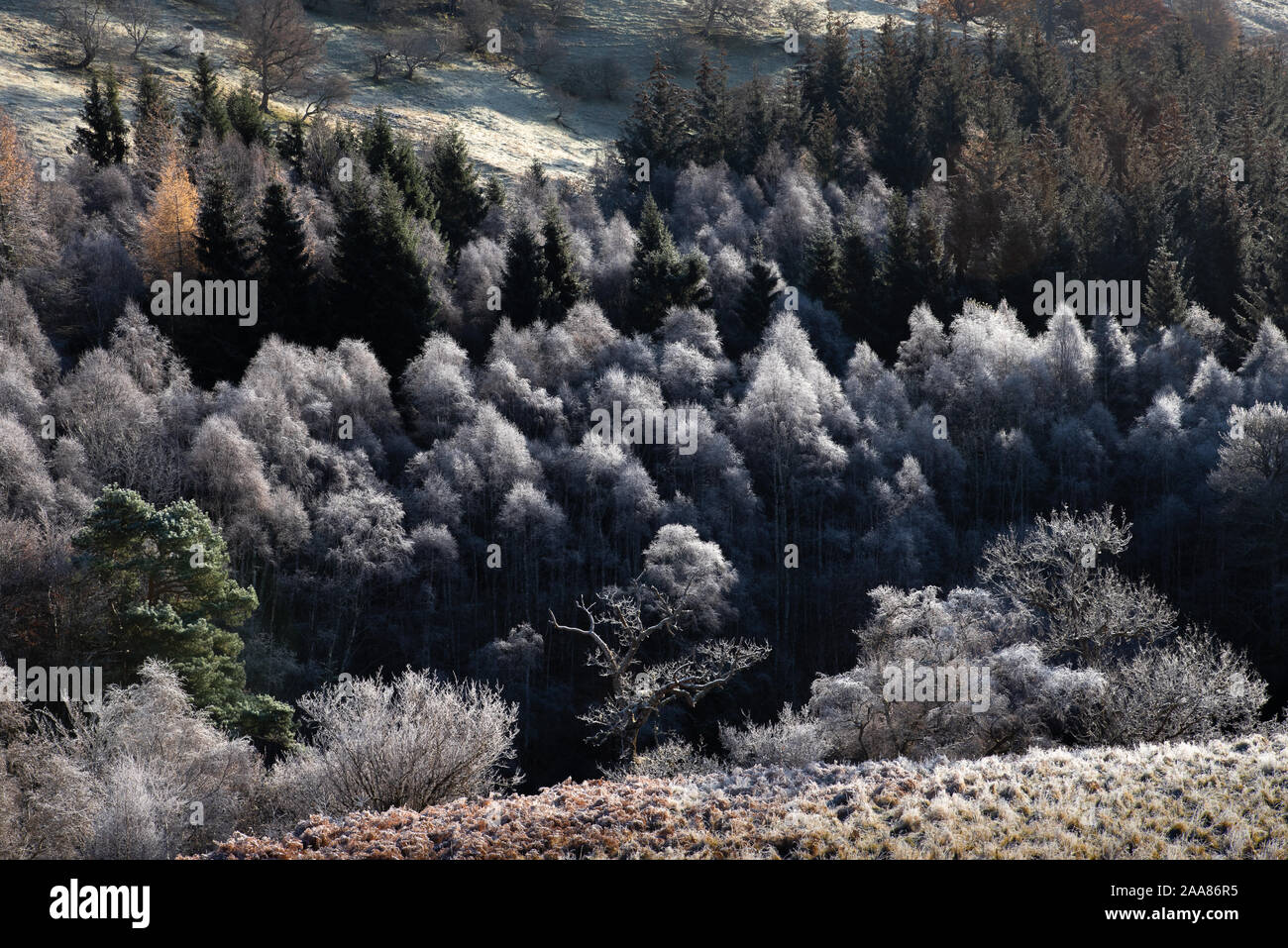 Frost on the trees in Glen Tilt and Glen Garry Stock Photo