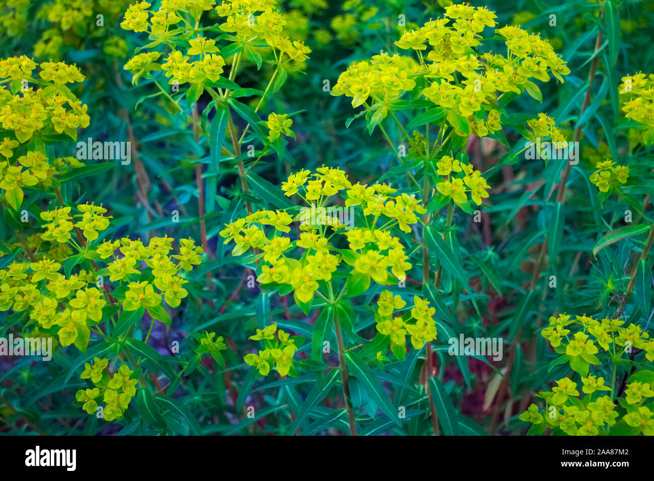 Euphorbia schillingii Stock Photo