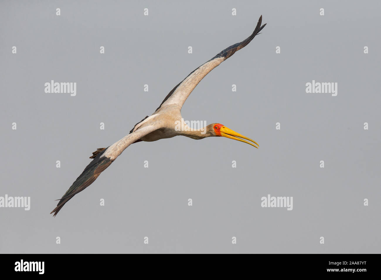 Yellow-billed Stork (Mycteria ibis) flying, Chobe National Park, Botswana. Stock Photo