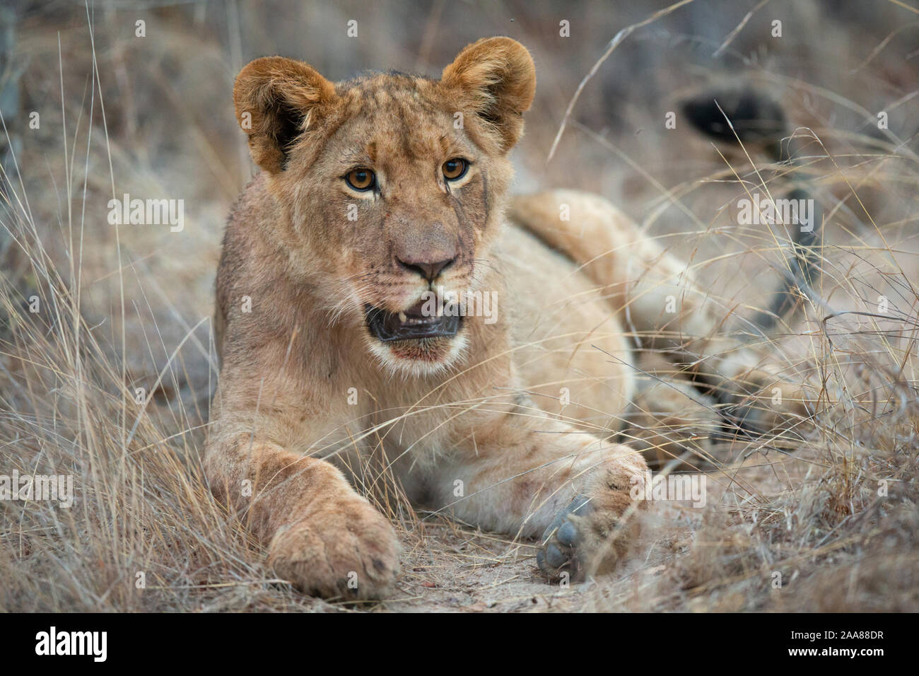Lion cub (Panthera leo), Karongwe Game Reserve, Limpopo, South Africa Stock Photo