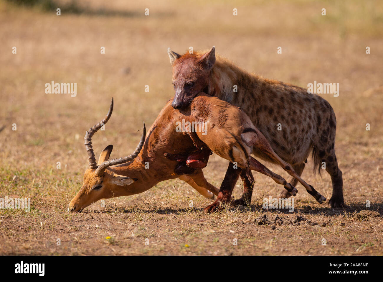Spotted Hyena (Crocuta crocuta) with kill, Mashatu Game Reserve, Botswana Stock Photo