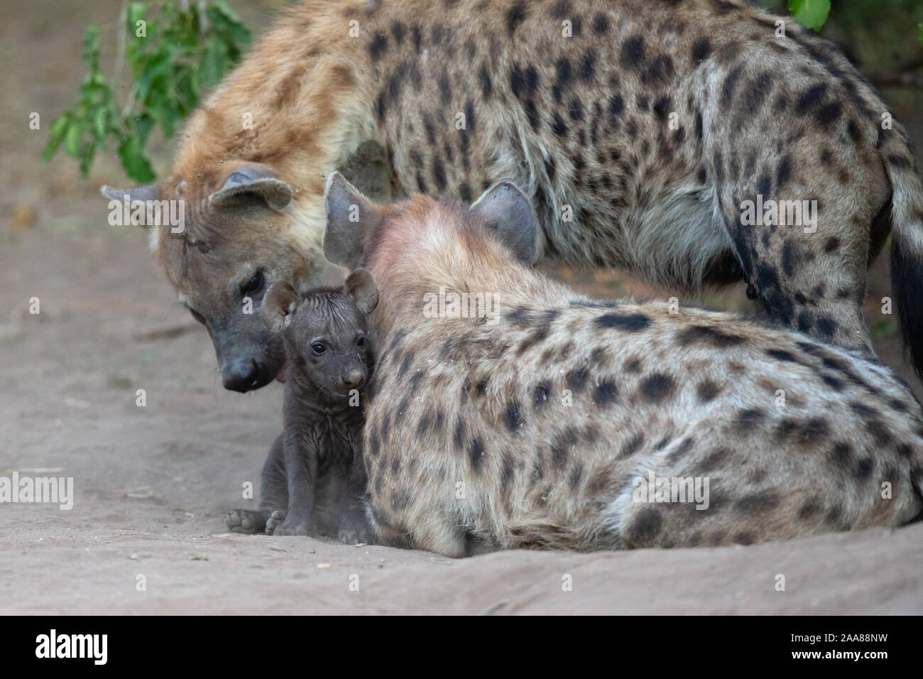Spotted Hyena (Crocuta crocuta) with cub, Mashatu Game Reserve, Botswana Stock Photo