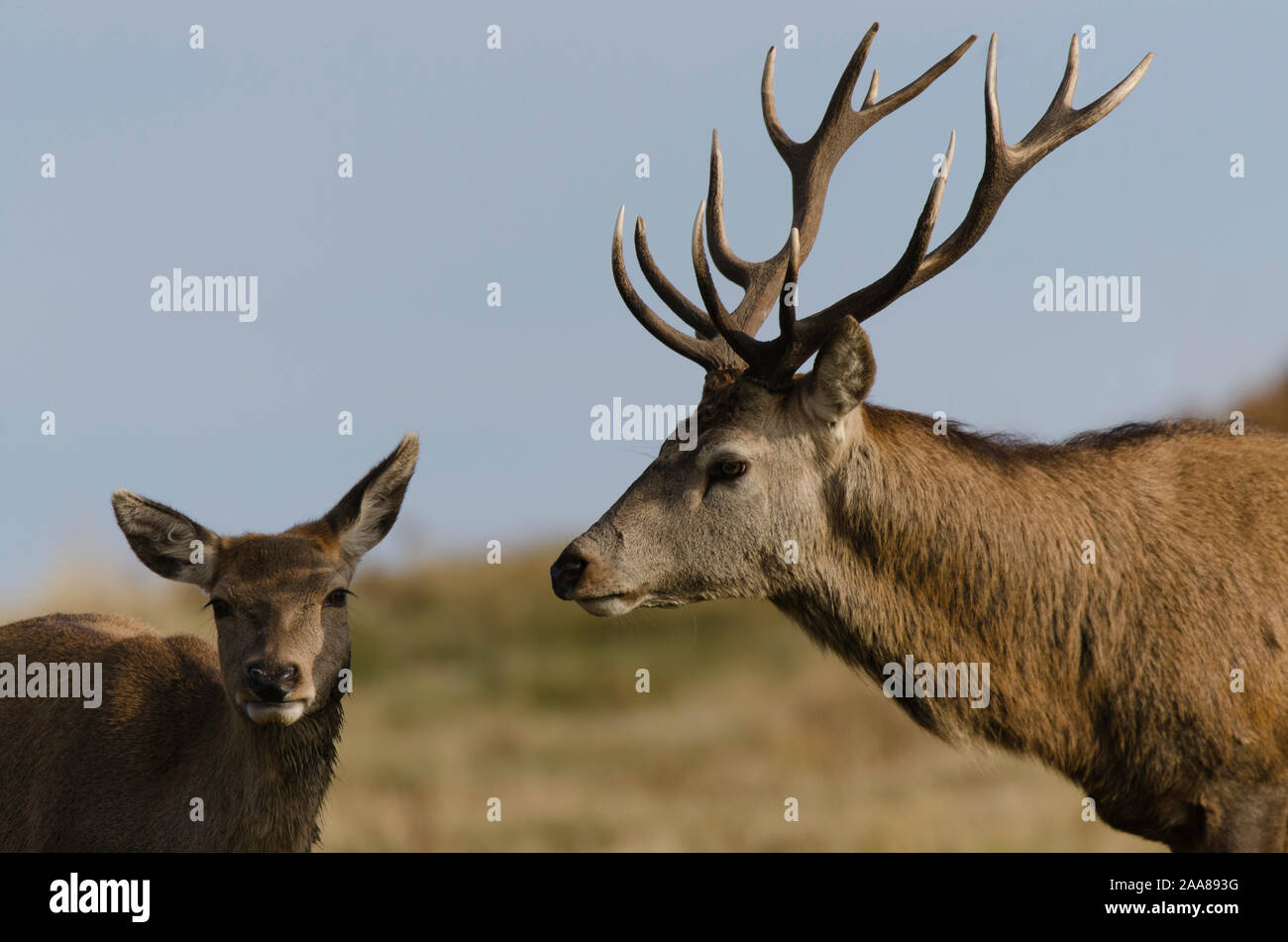 Red Deer at Bradgate Park Stock Photo - Alamy